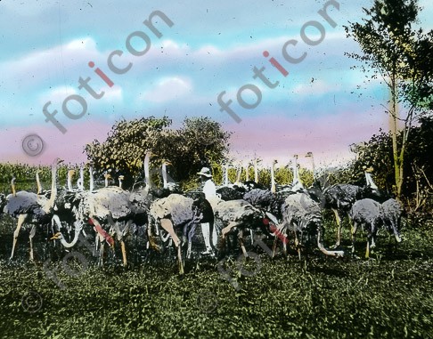 Afrikanische Straußenherde | African Ostrich Herd - Foto foticon-simon-192-044.jpg | foticon.de - Bilddatenbank für Motive aus Geschichte und Kultur